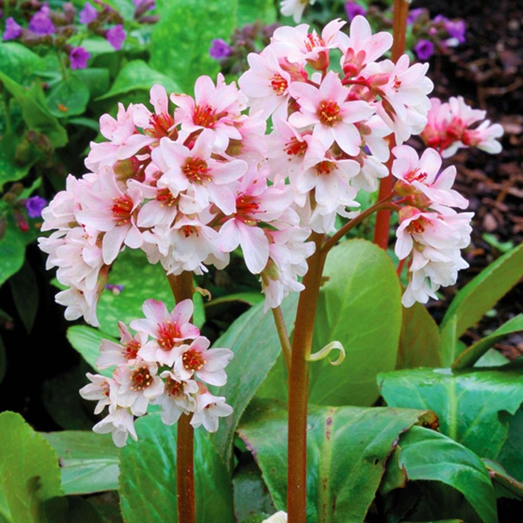 Bergenia cordifolia "Jelle"