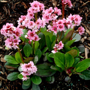 Bergenia cordifolia "Pink Dragonfly"