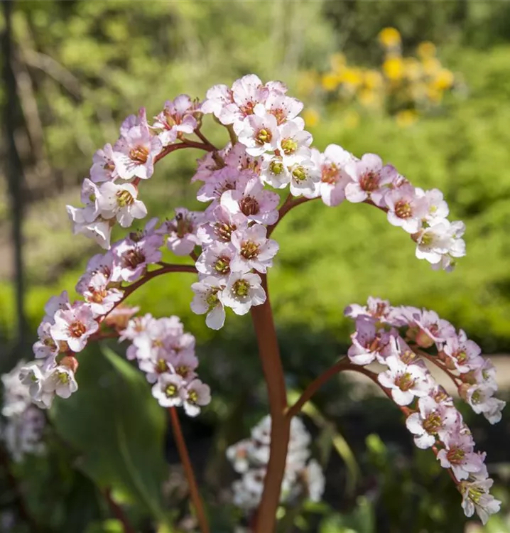 Bergenia cordifolia "Schneekönigin"
