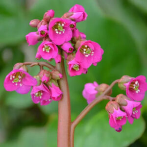 Bergenia cordifolia "Winterglow"