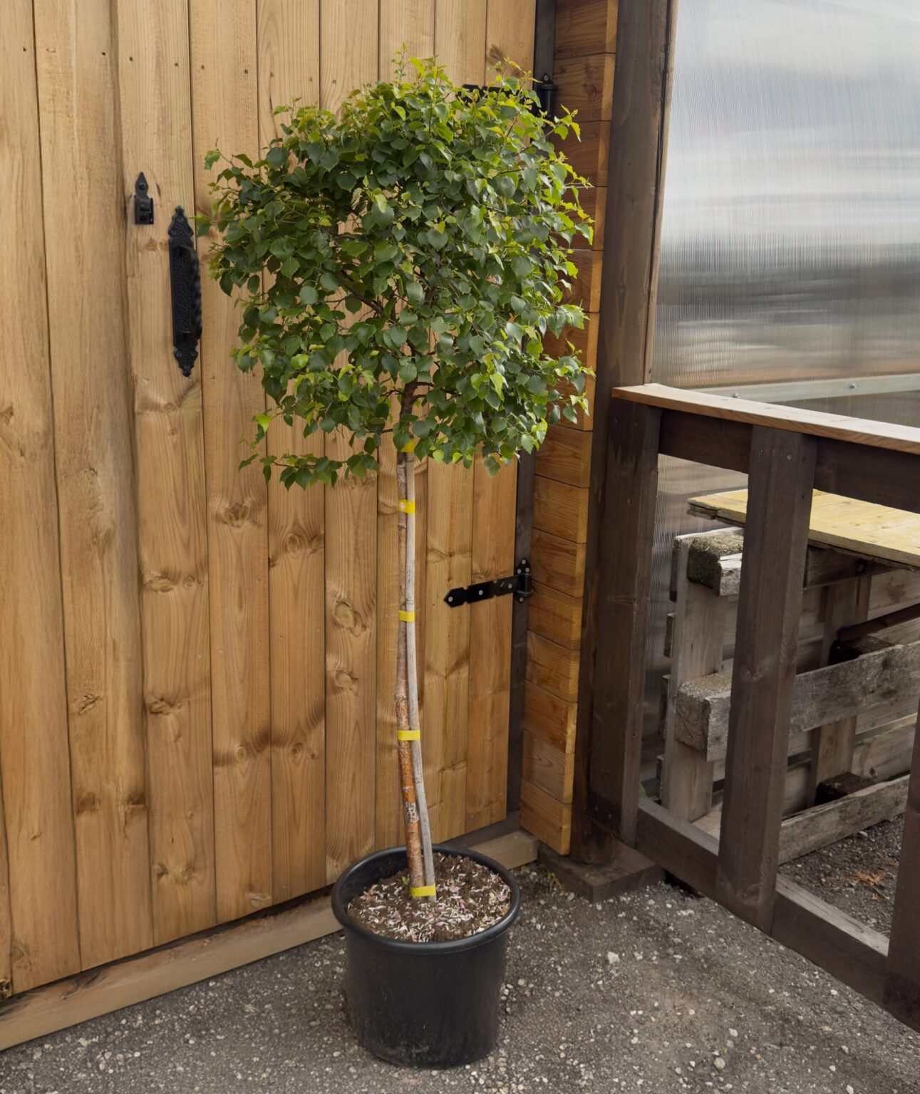 Betula pendula Magical Globe vidutinis
