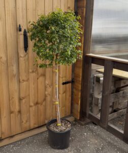 Betula pendula "Magical Globe"