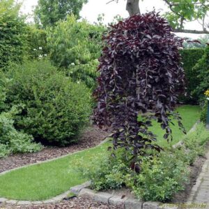 Betula pendula "Purpurea"