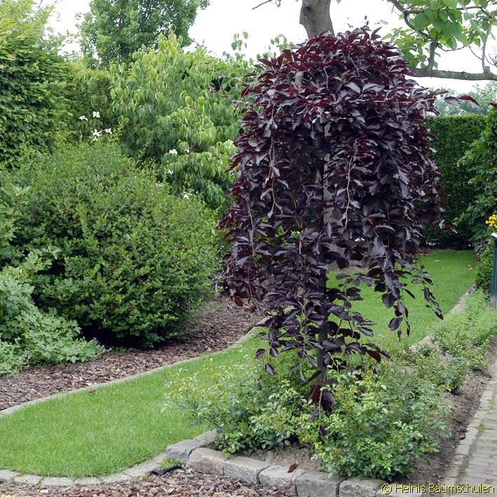 Betula pendula "Purpurea"
