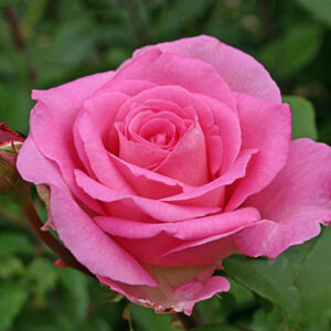 Rosa "Beverly"