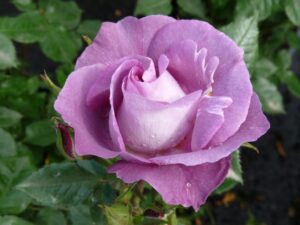 Rosa "Blue For You"