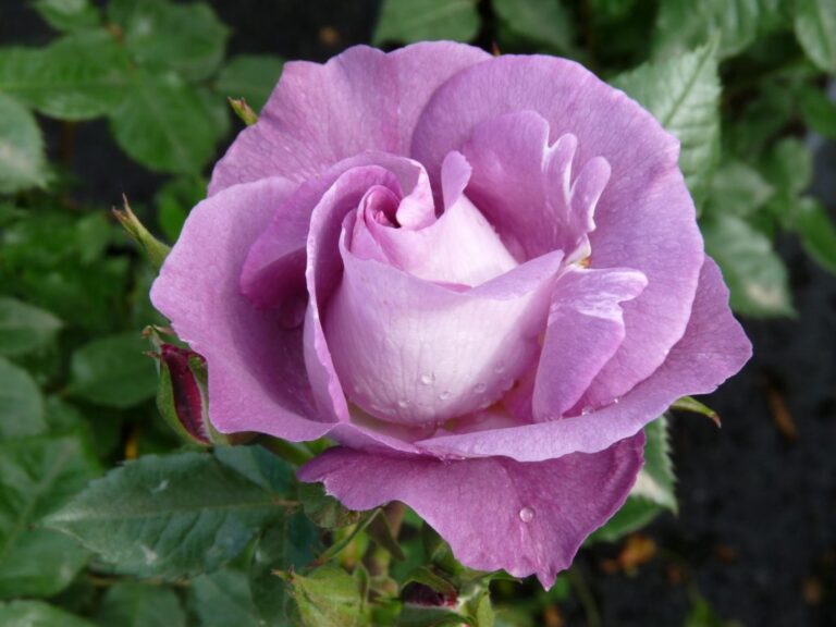 Rosa "Blue For You"