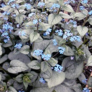 Brunnera macrophylla "Looking Glass"
