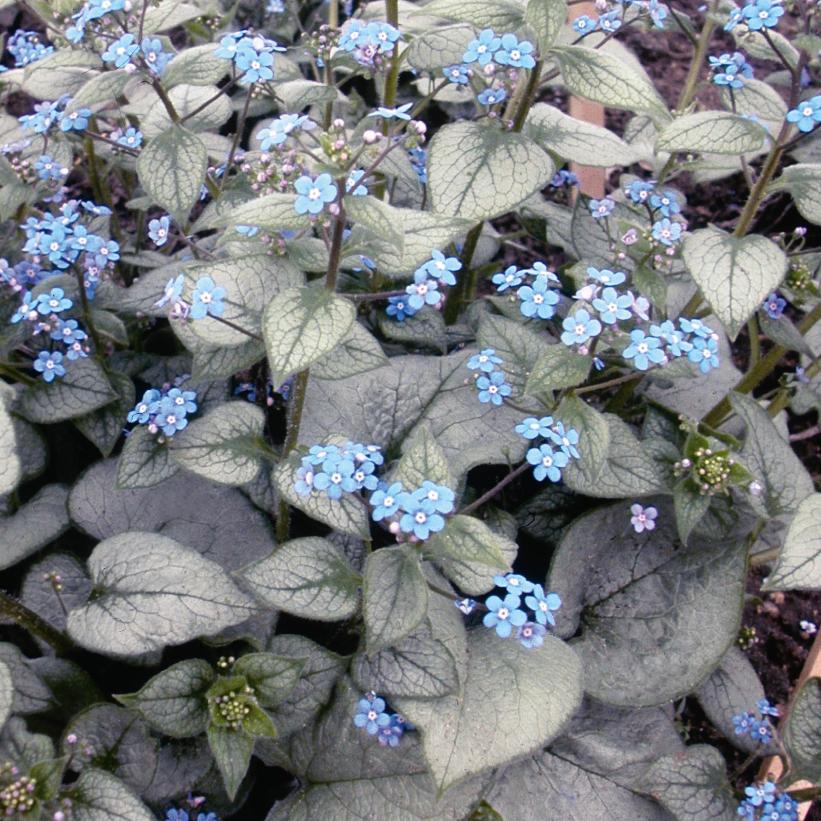 Brunnera macrophylla "Looking Glass"