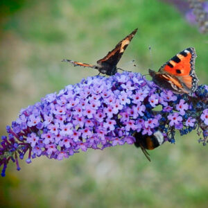 Buddleja davidii "Empire Blue"