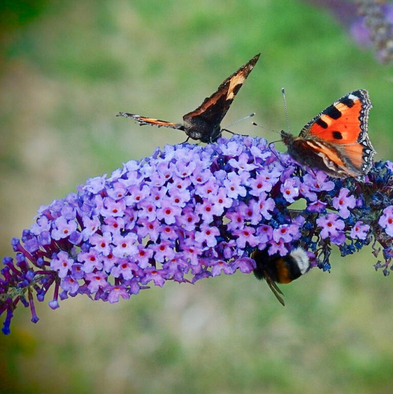 Buddleja davidii "Empire Blue"