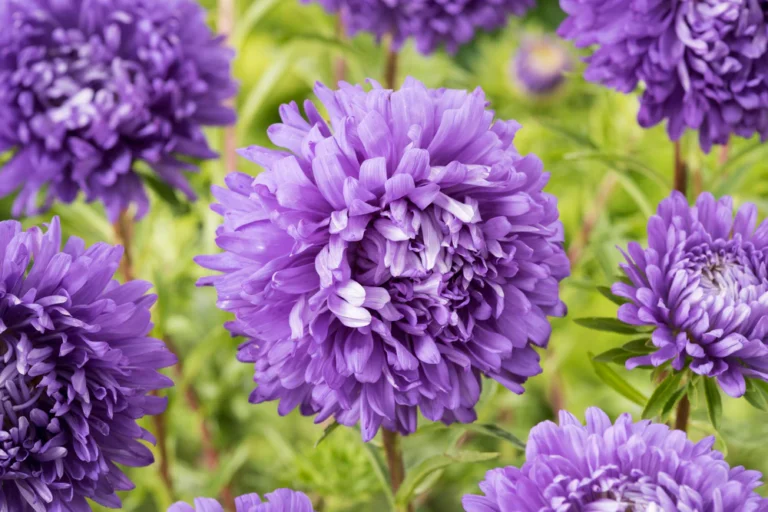 Hiina aedaster, tumesinine "Duchesse" AKONE 0,3 g