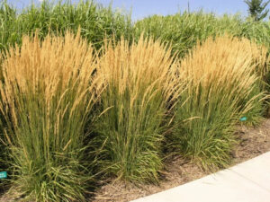 Calamagrostis acutiflora "Karl Foerster"