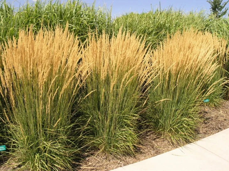 Calamagrostis acutiflora "Karl Foerster"