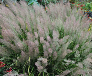 Calamagrostis brachytricha