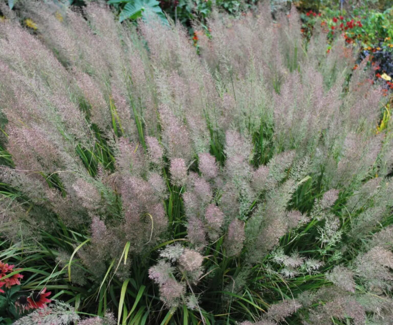 Calamagrostis brachytricha