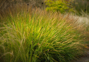 Calamagrostis splendens "Cheju-Do"