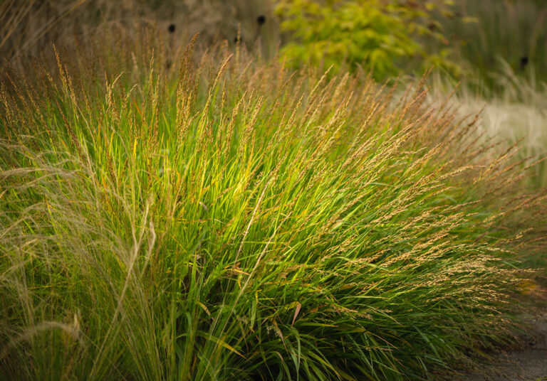 Calamagrostis splendens "Cheju-Do"