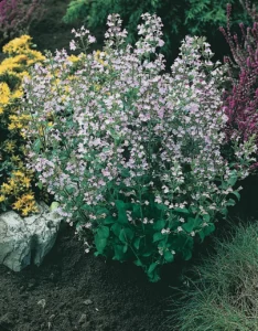 Calamintha nepeta "Marvelette Blue"