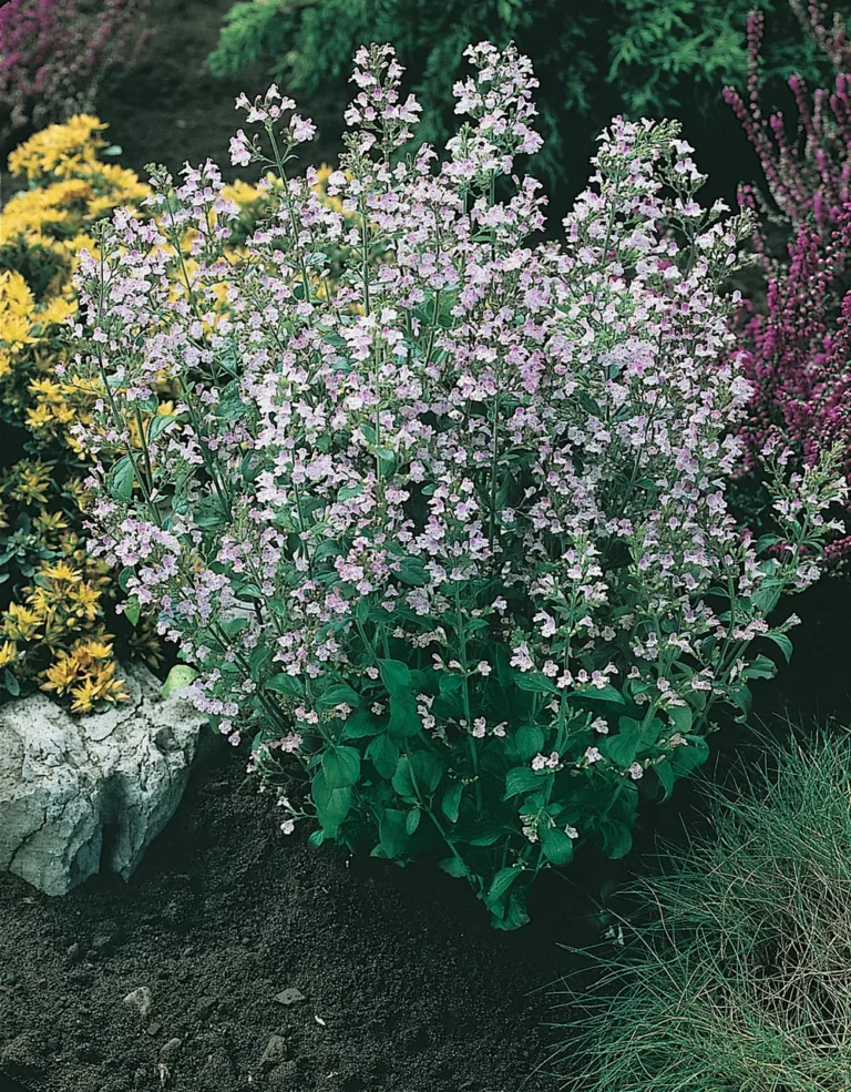 Calamintha nepeta "Marvelette Blue"