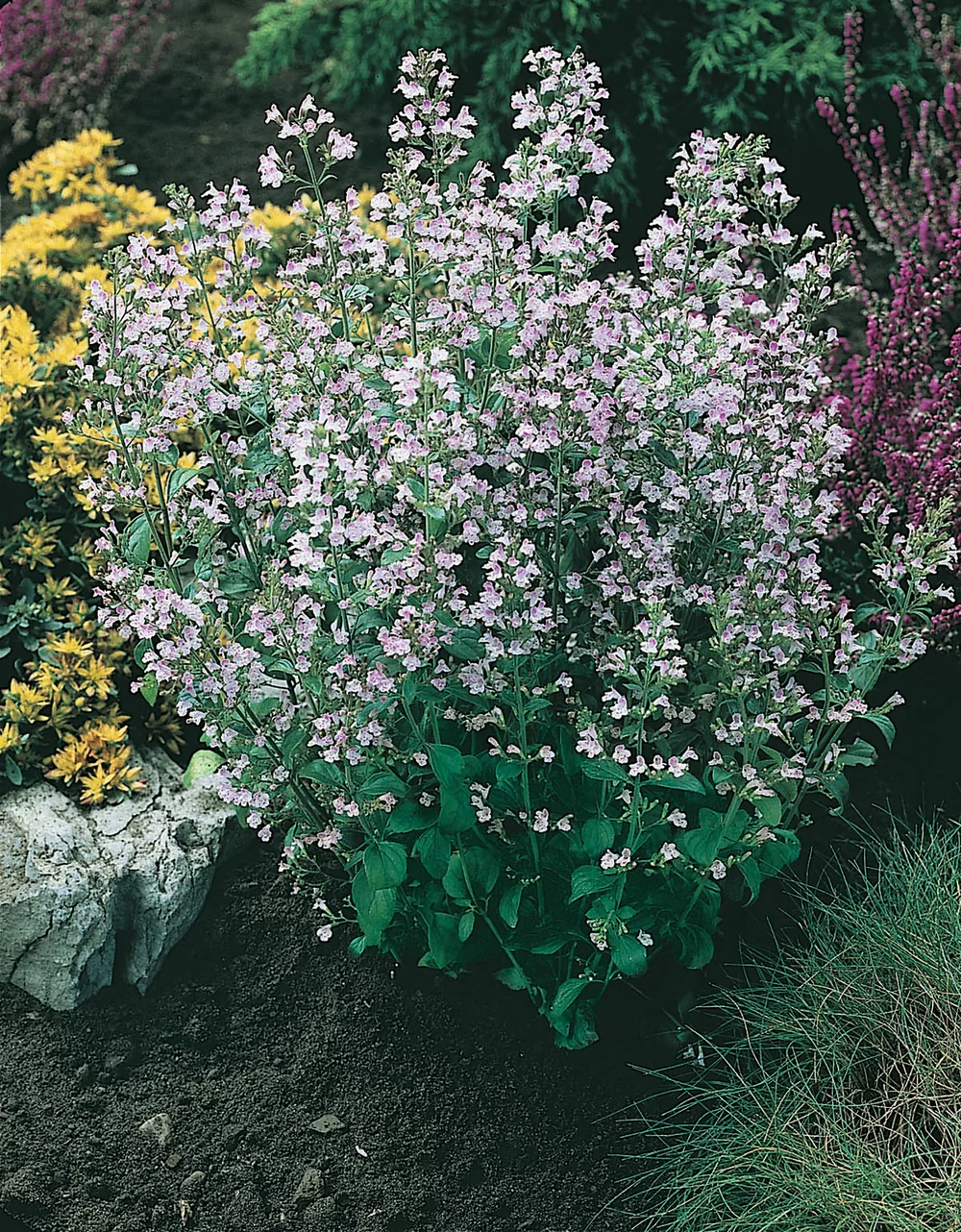 Calamintha nepeta "Marvelette Blue"