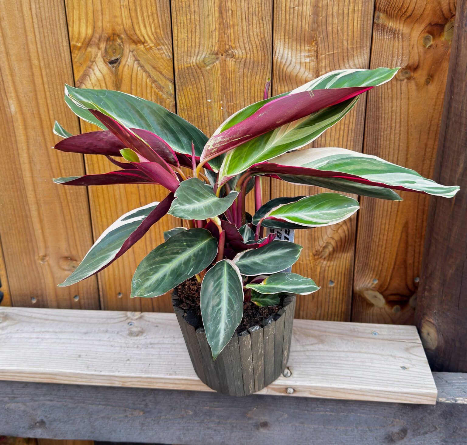Stromanthe thalia "Triostar"