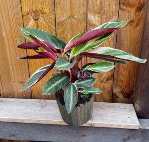 Stromanthe thalia "Triostar"
