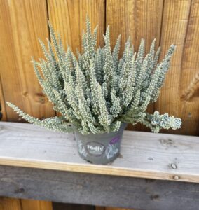 Calluna Fluffy