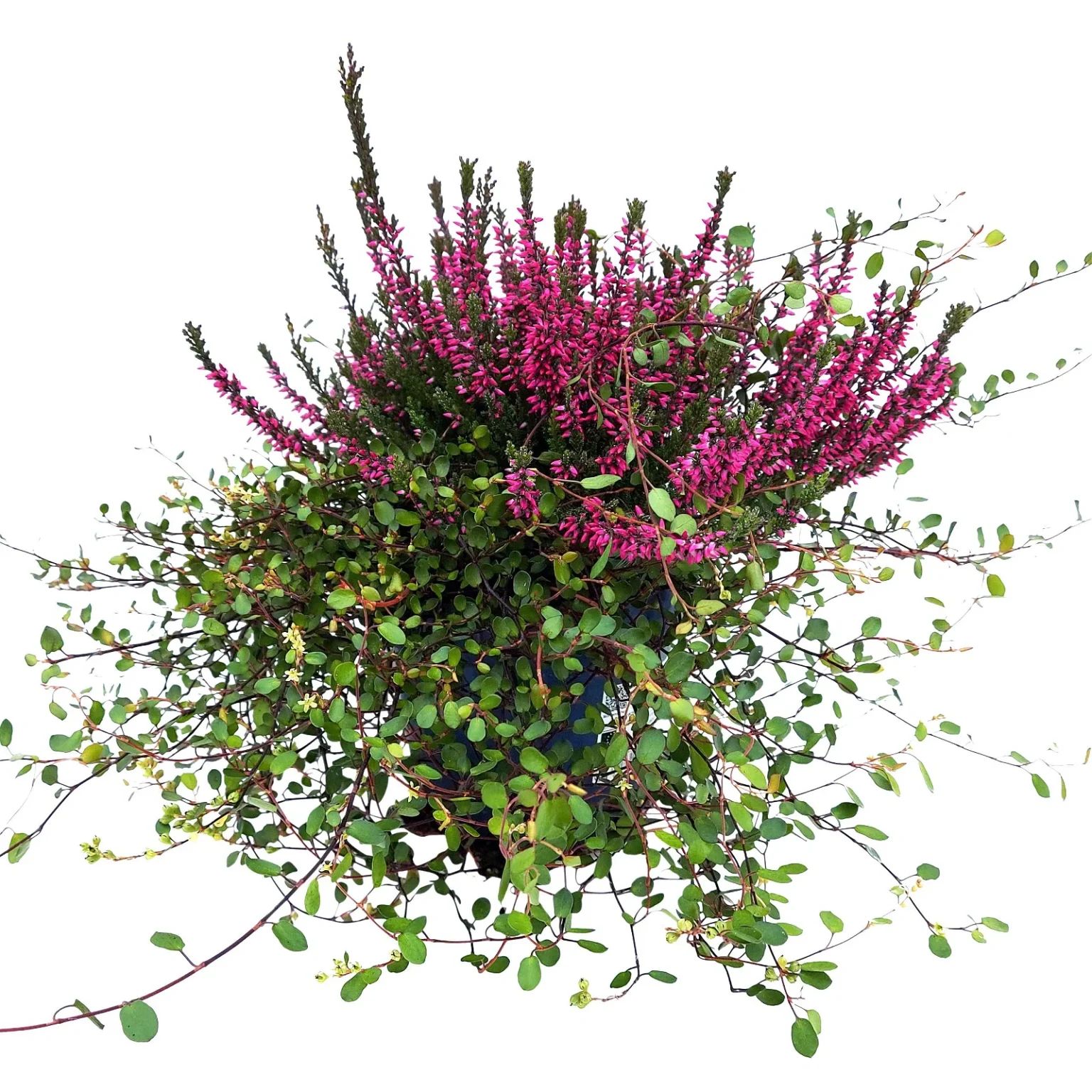 Calluna+Muehlenbeckia