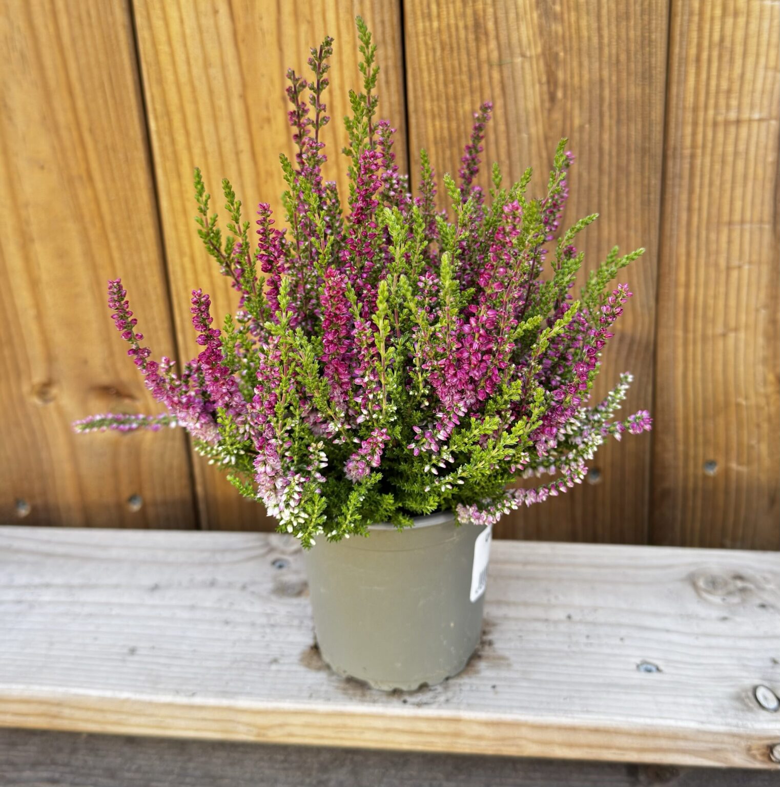 Calluna vulgaris "Red Sun"