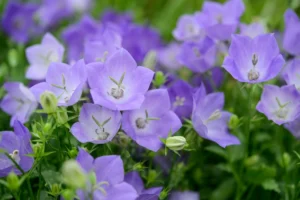 Campanula carpatica "Blue Clips"