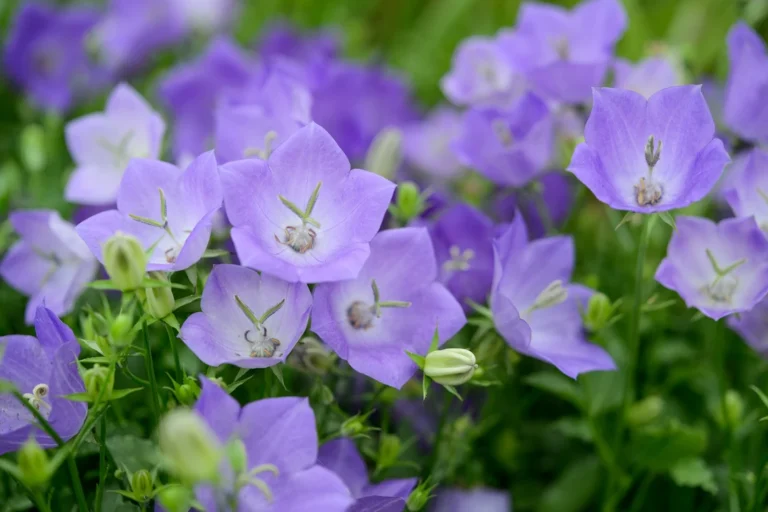 Campanula carpatica "Blue Clips"