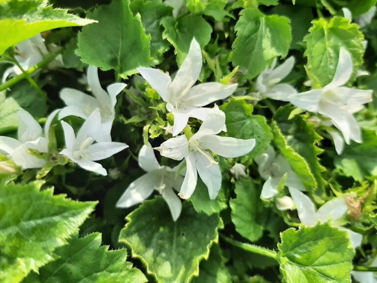 Campanula poscharskyana "Silberregen"