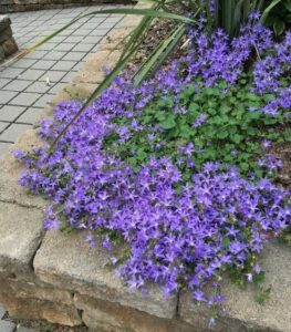 Campanula poscharskyana "Blauranke"