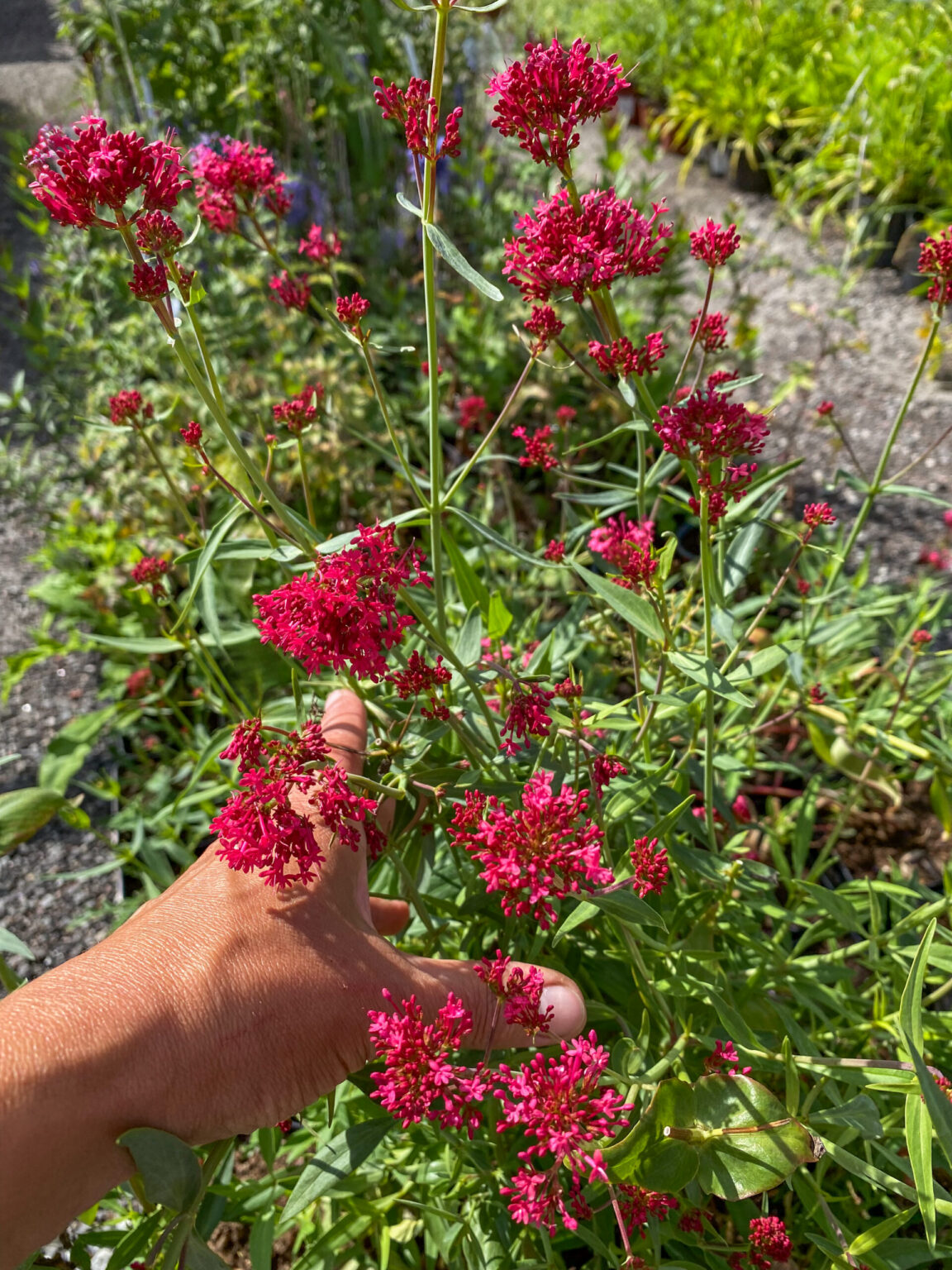 Centranthus ruber "Coccineus"