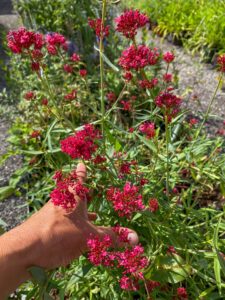 Centranthus ruber "Coccineus"