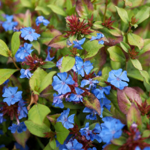 Ceratostigma plumbaginoides