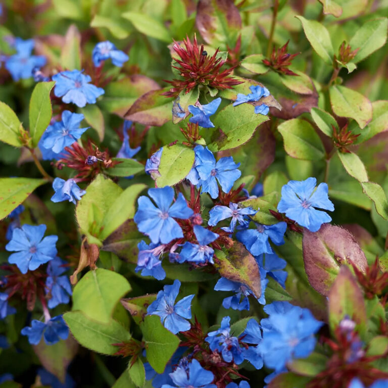 Ceratostigma plumbaginoides
