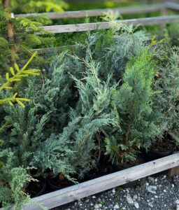 Chamaecyparis lawsoniana "Alumii"