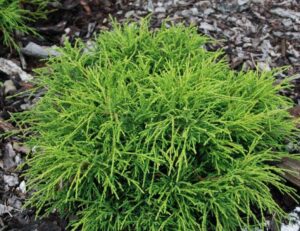 Sawara cypress "Filifera Nana"