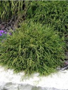 Chamaecyparis pisifera "Filifera Nana"