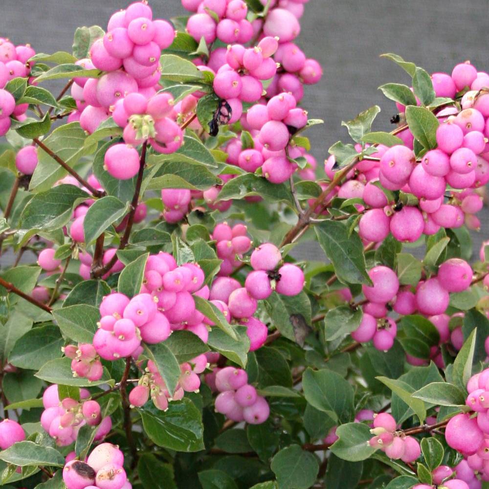 Symphoricarpos chenaultii "Hancock"