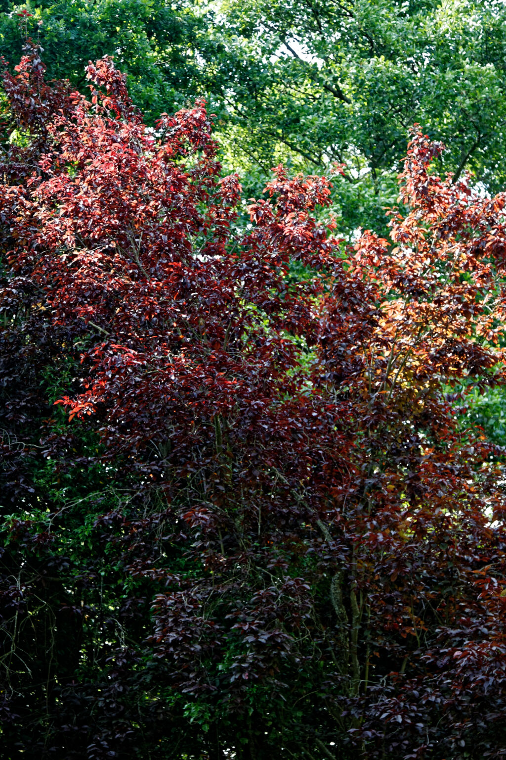 Prunus cerasifera "Pissardii"