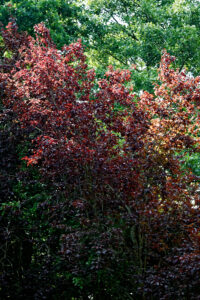 Prunus cerasifera "Pissardii"