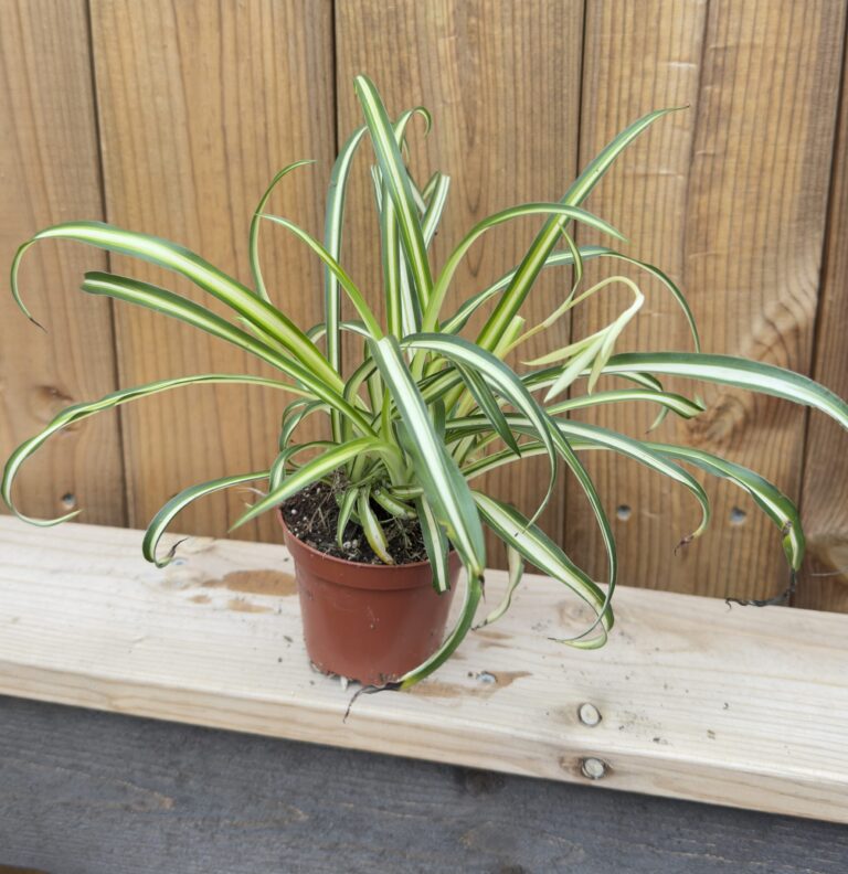 Chlorophytum comosum "Atlantic"