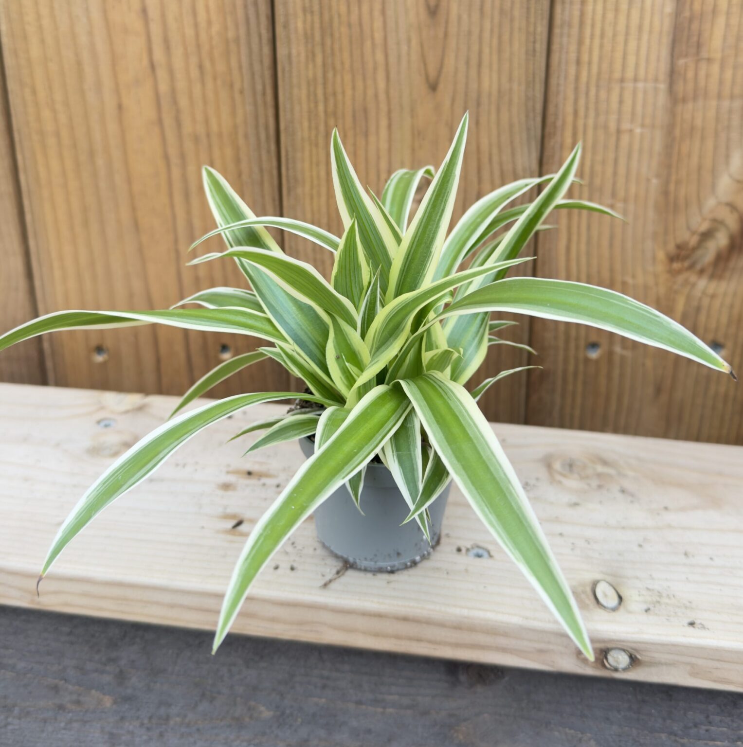 Chlorophytum comosum Irish