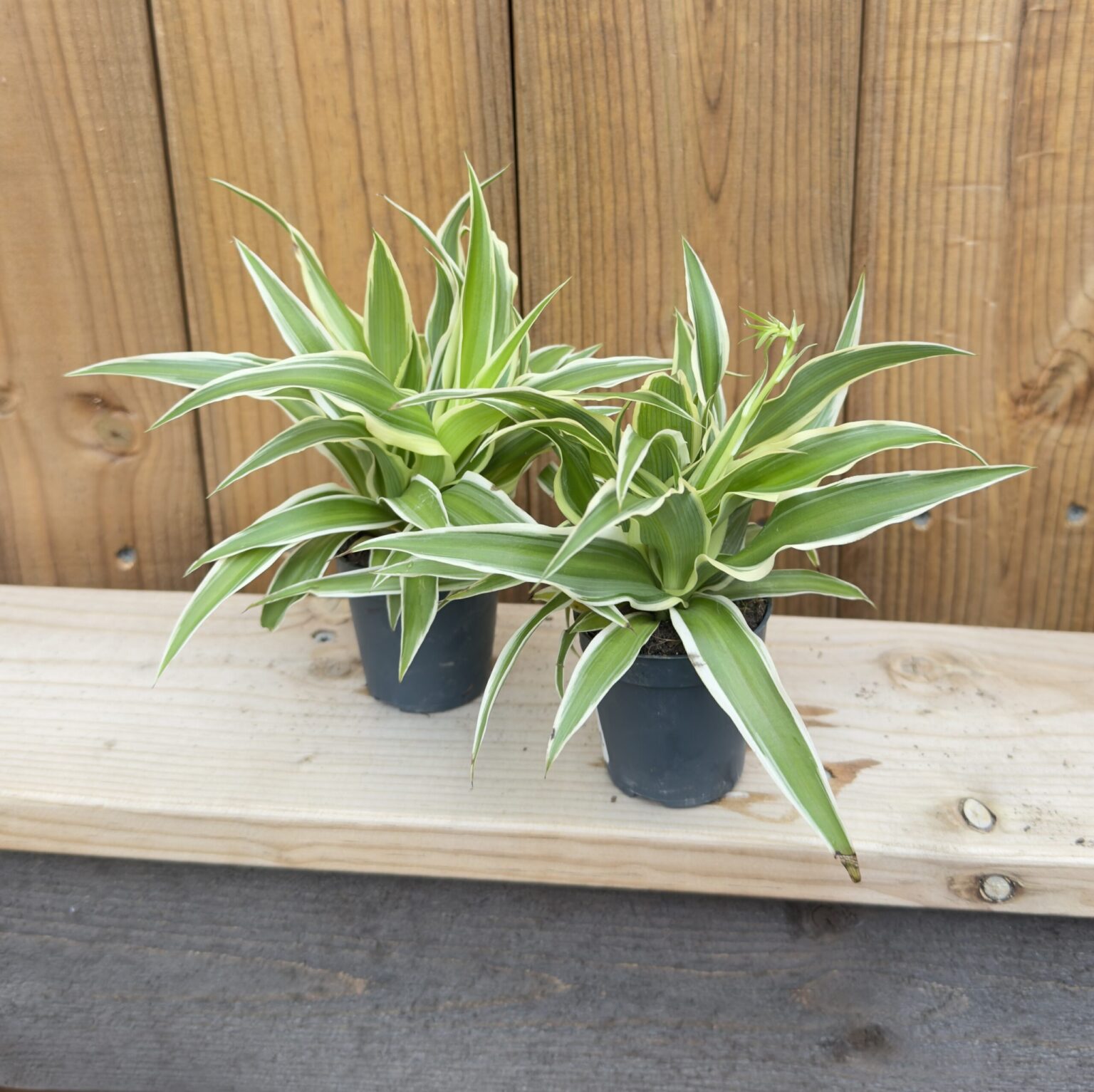 Chlorophytum comosum "Ocean"
