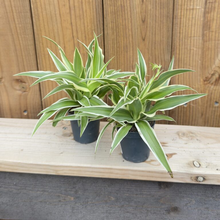 Chlorophytum comosum "Ocean"