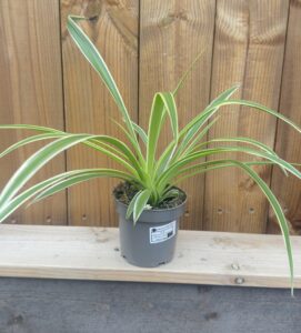 Хлорофитум (Chlorophytum laxum)