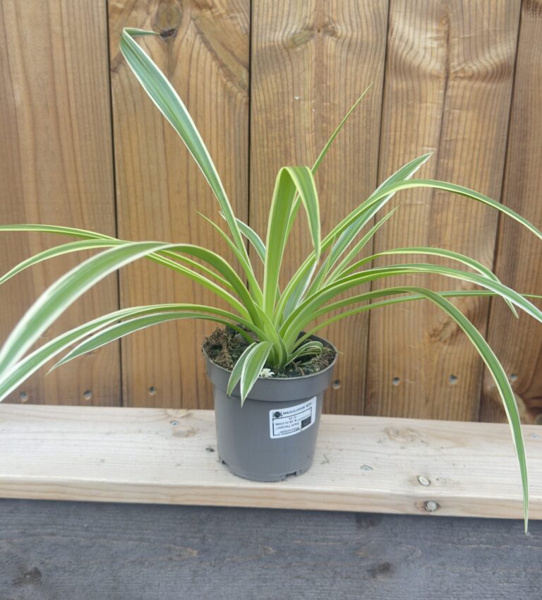 Chlorophytum laxum